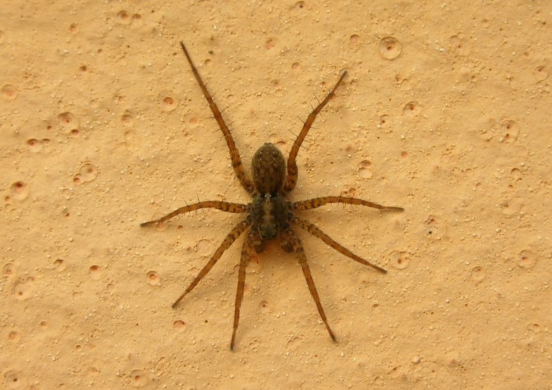 maschio sub-adulto di Pardosa sp. - Brescia